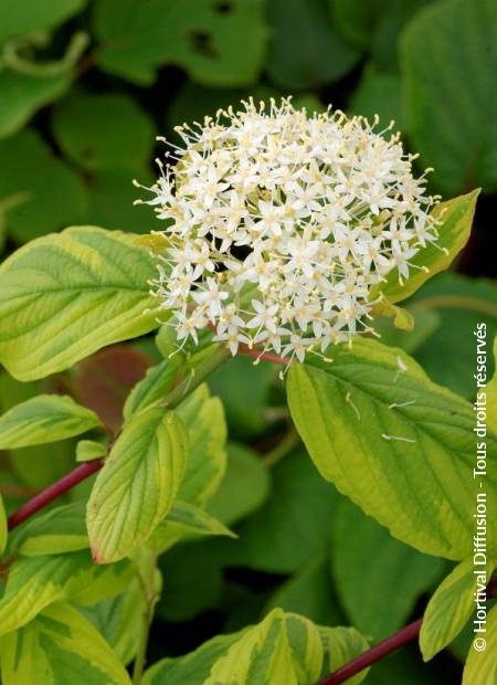 © Hortival Diffusion - Tous droits réservés