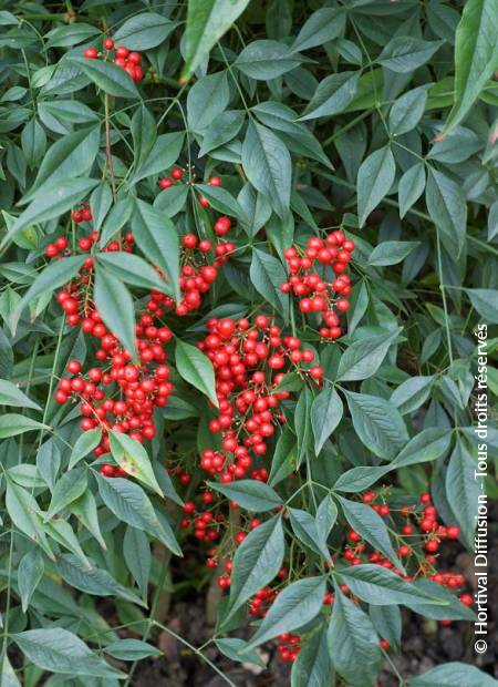 © Hortival Diffusion - Tous droits réservés