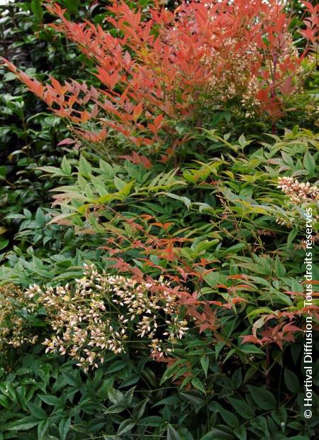 © Hortival Diffusion - Tous droits réservés