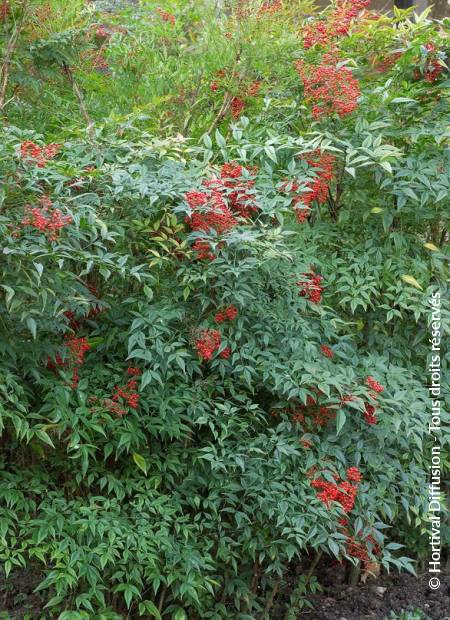 © Hortival Diffusion - Tous droits réservés