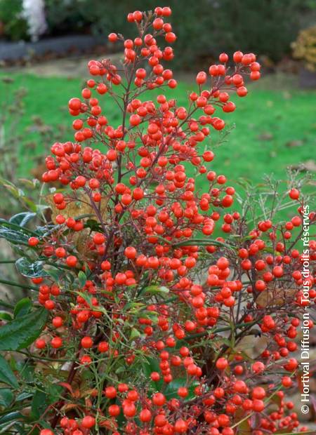 © Hortival Diffusion - Tous droits réservés