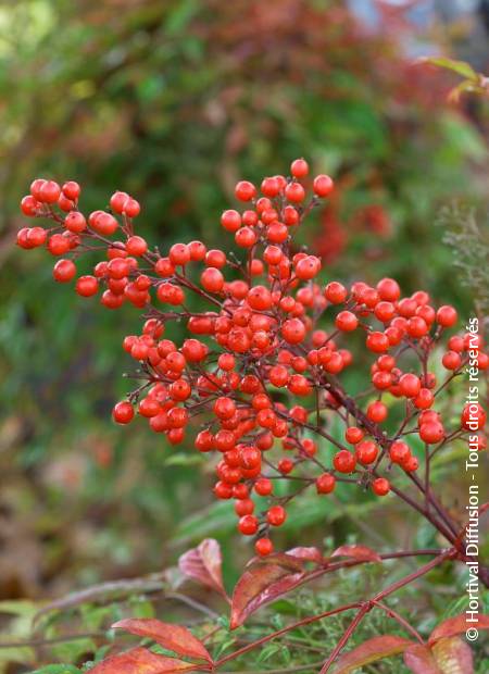 © Hortival Diffusion - Tous droits réservés