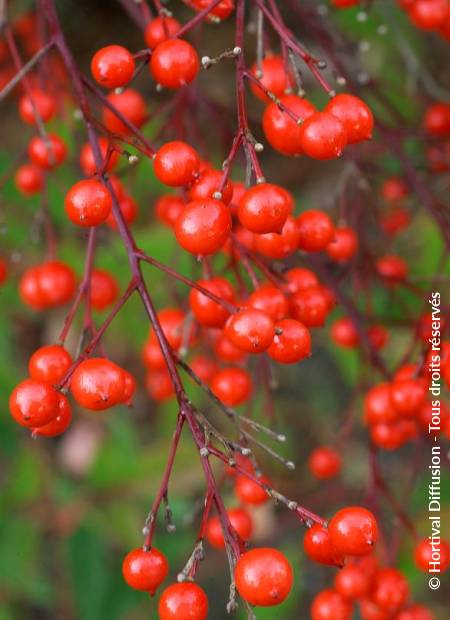 © Hortival Diffusion - Tous droits réservés