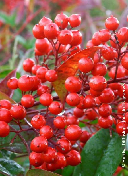 © Hortival Diffusion - Tous droits réservés