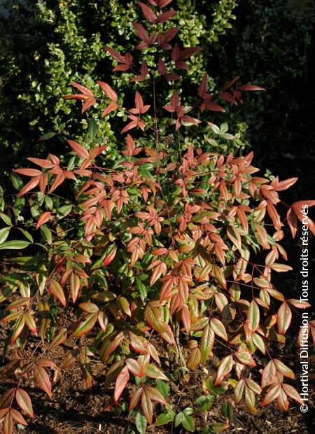 © Hortival Diffusion - Tous droits réservés