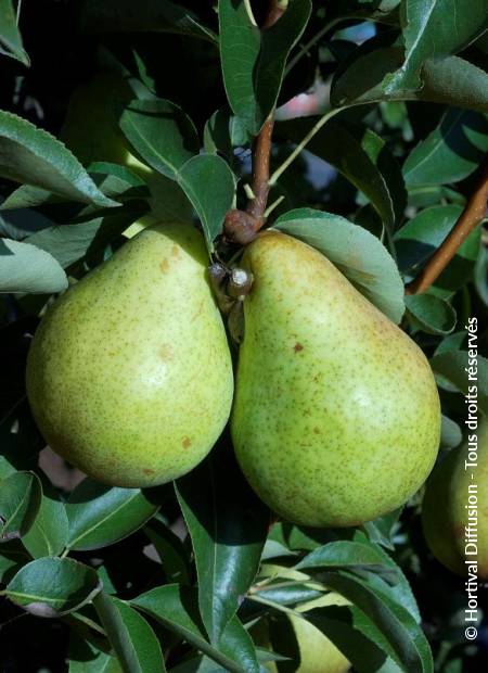 © Hortival Diffusion - Tous droits réservés