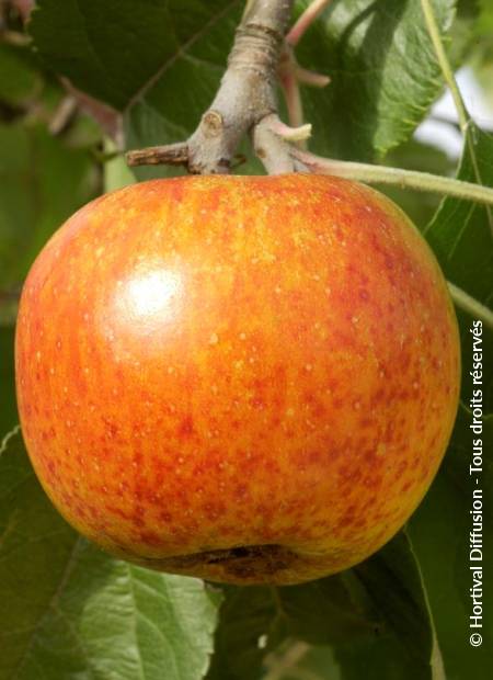 © Hortival Diffusion - Tous droits réservés