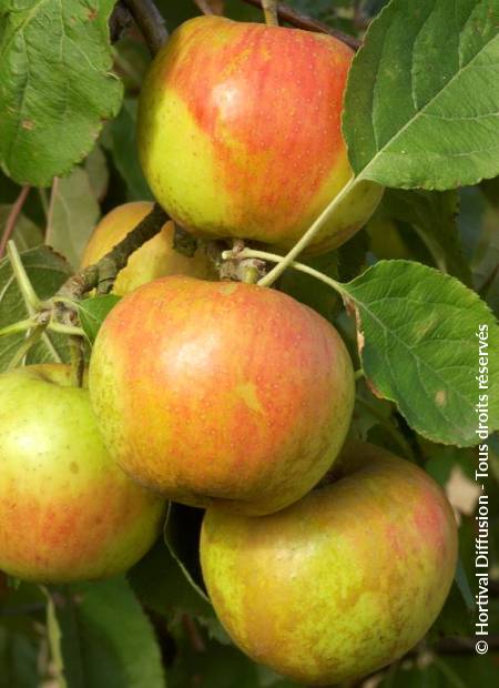 © Hortival Diffusion - Tous droits réservés