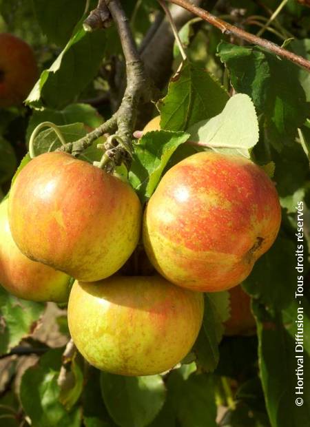 © Hortival Diffusion - Tous droits réservés