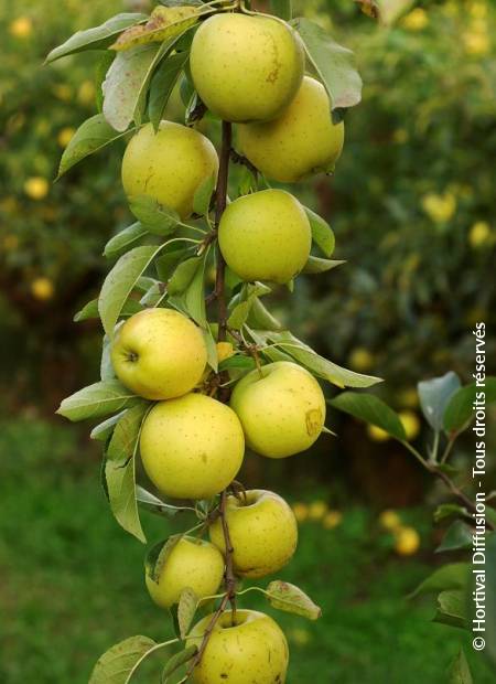 © Hortival Diffusion - Tous droits réservés