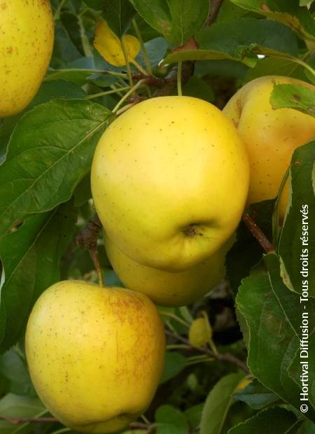 © Hortival Diffusion - Tous droits réservés