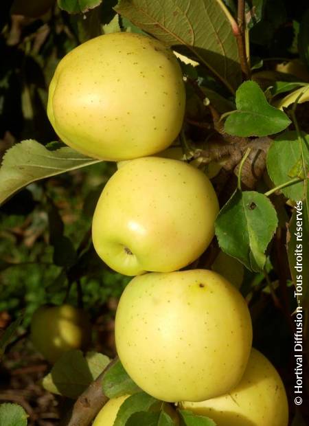 © Hortival Diffusion - Tous droits réservés