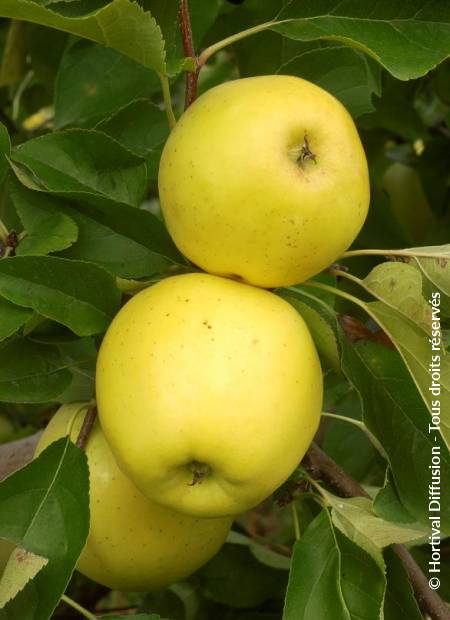 © Hortival Diffusion - Tous droits réservés