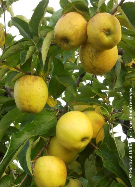 © Hortival Diffusion - Tous droits réservés