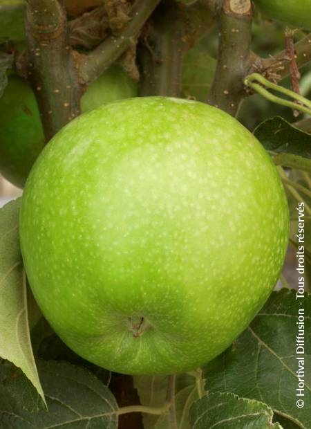 © Hortival Diffusion - Tous droits réservés