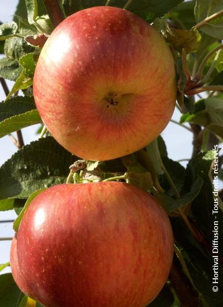 © Hortival Diffusion - Tous droits réservés