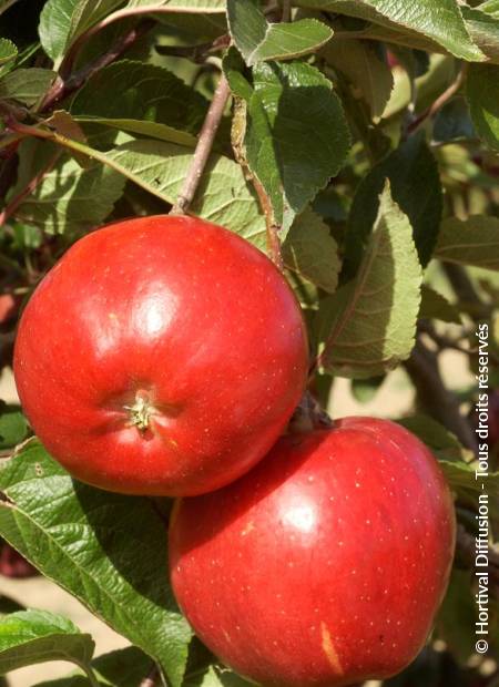 © Hortival Diffusion - Tous droits réservés