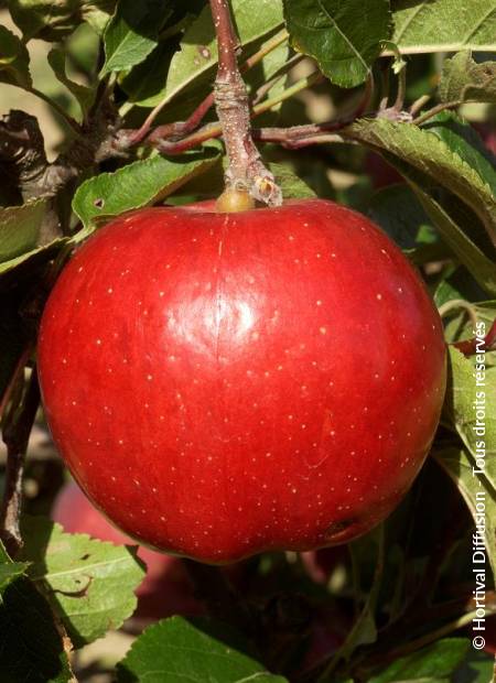 © Hortival Diffusion - Tous droits réservés