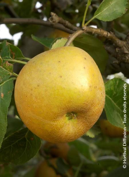 © Hortival Diffusion - Tous droits réservés