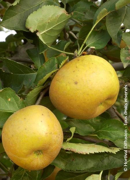 © Hortival Diffusion - Tous droits réservés