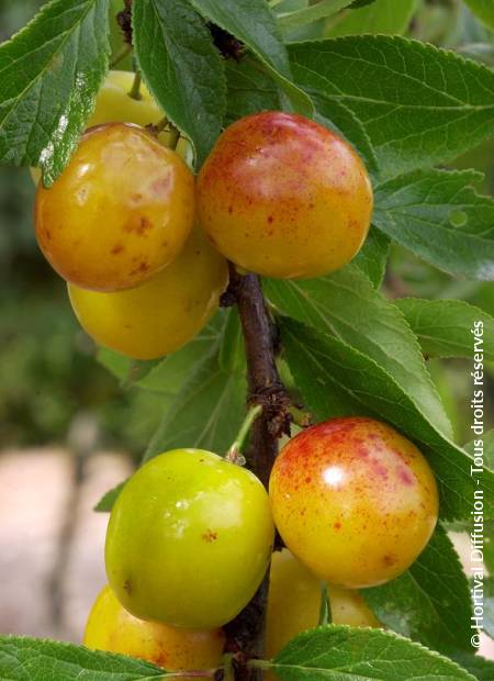 © Hortival Diffusion - Tous droits réservés