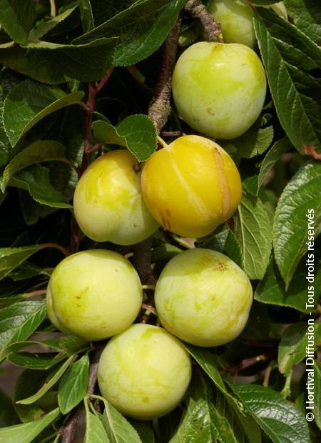 © Hortival Diffusion - Tous droits réservés