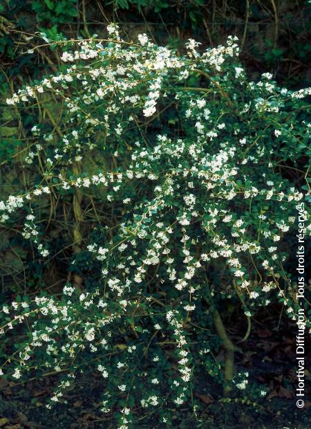 © Hortival Diffusion - Tous droits réservés