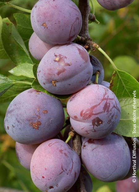 © Hortival Diffusion - Tous droits réservés