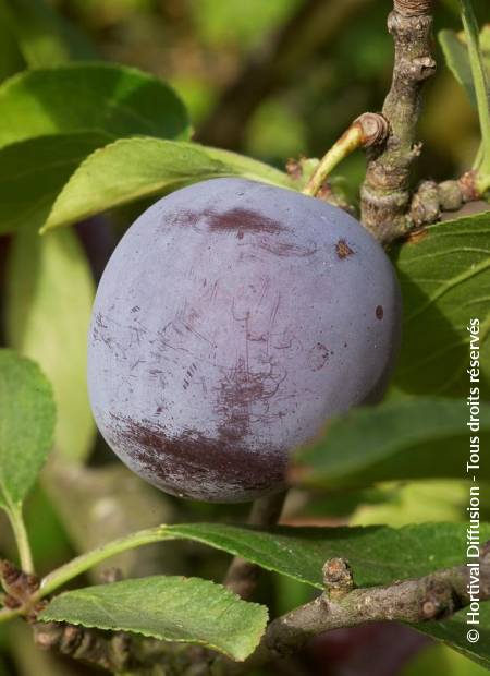 © Hortival Diffusion - Tous droits réservés