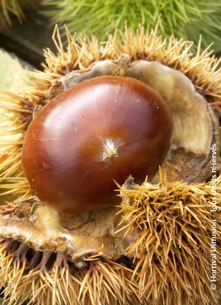 © Hortival Diffusion - Tous droits réservés