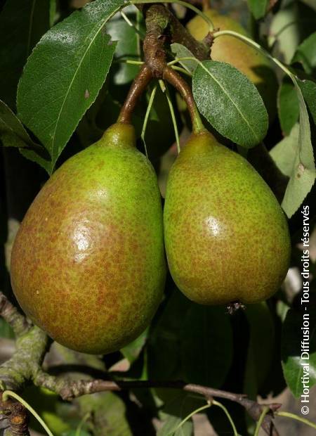 © Hortival Diffusion - Tous droits réservés