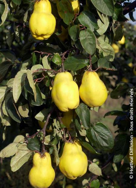 © Hortival Diffusion - Tous droits réservés