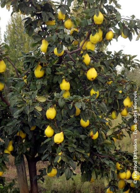 © Hortival Diffusion - Tous droits réservés