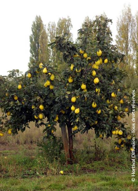 © Hortival Diffusion - Tous droits réservés