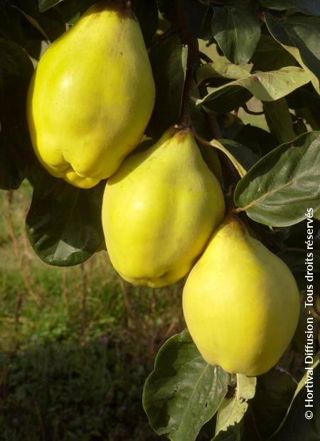 © Hortival Diffusion - Tous droits réservés