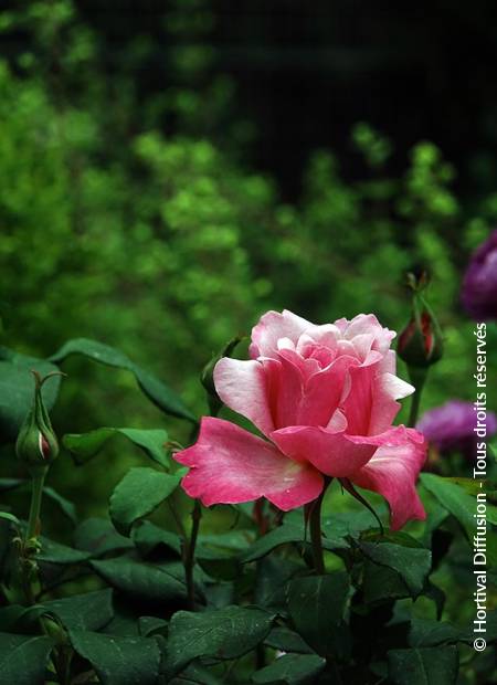 © Hortival Diffusion - Tous droits réservés