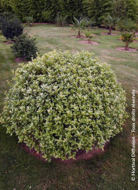 © Hortival Diffusion - Tous droits réservés