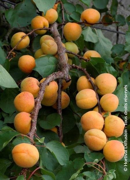 © Hortival Diffusion - Tous droits réservés