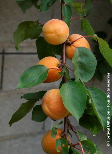 © Hortival Diffusion - Tous droits réservés