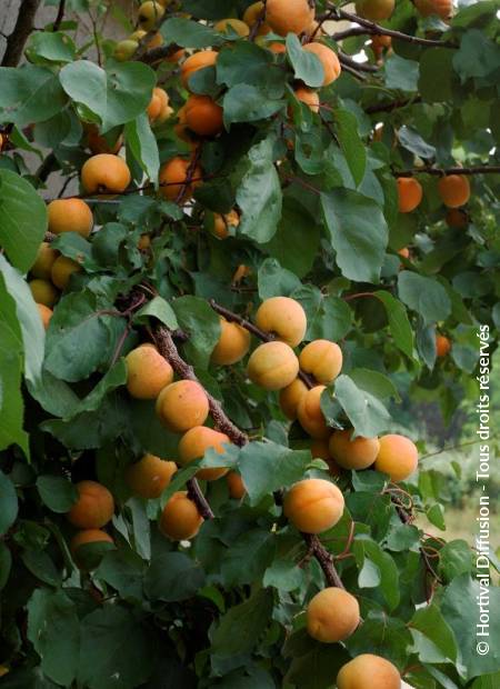 © Hortival Diffusion - Tous droits réservés