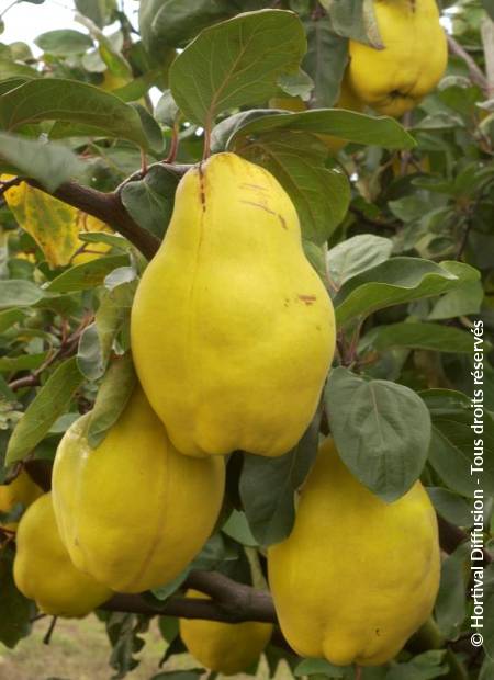 © Hortival Diffusion - Tous droits réservés