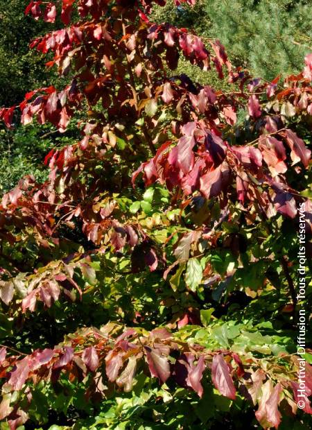 © Hortival Diffusion - Tous droits réservés