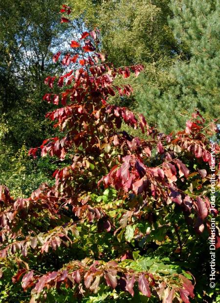 © Hortival Diffusion - Tous droits réservés