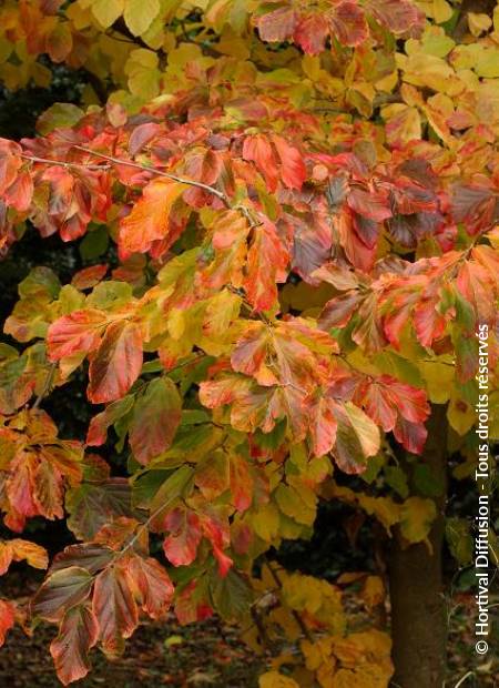 © Hortival Diffusion - Tous droits réservés