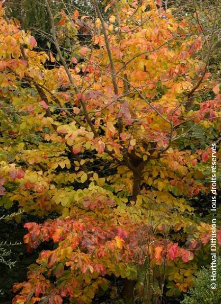 © Hortival Diffusion - Tous droits réservés