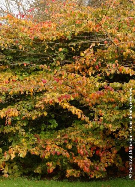 © Hortival Diffusion - Tous droits réservés