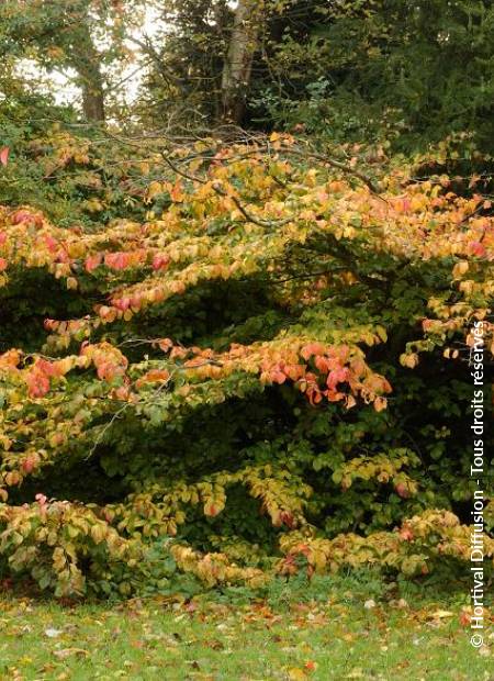 © Hortival Diffusion - Tous droits réservés