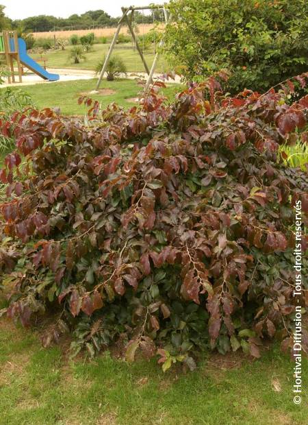 © Hortival Diffusion - Tous droits réservés