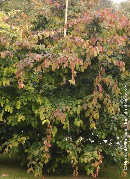 © Hortival Diffusion - Tous droits réservés