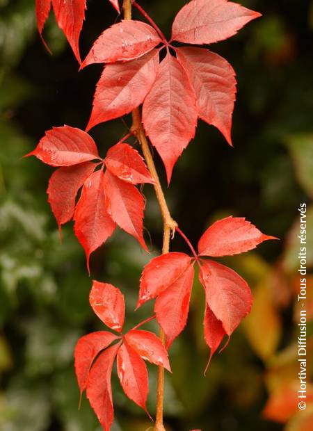 © Hortival Diffusion - Tous droits réservés